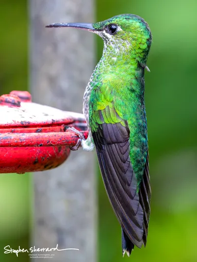 Hummingbirds of Costa Rica